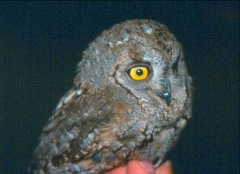 Adult Scops Owl Otus scops. Picture by B. D'Amicis